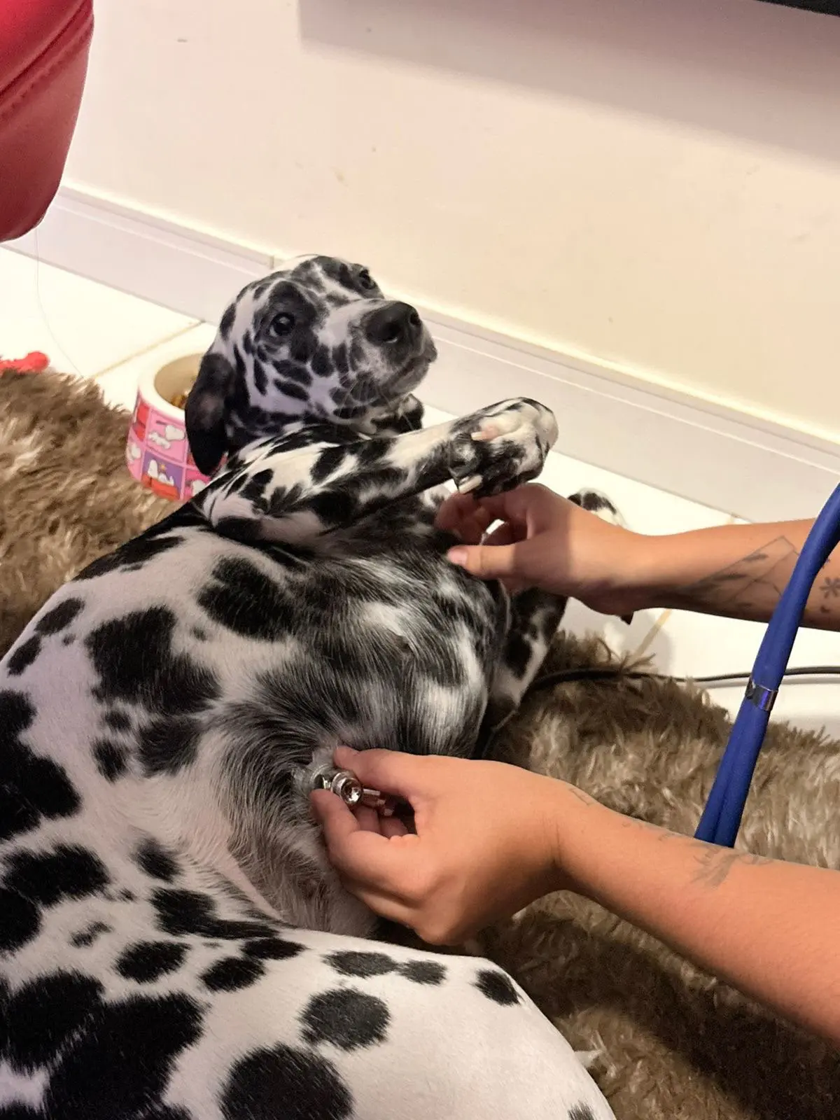 Cão sendo atendido em casa